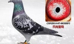 武汉鸽子最新爆料消息,揭秘城市生活新动态